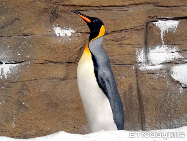 台北市立動物園國王企鵝。（圖／台北市立動物園提供）