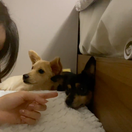 ▲▼子瑜介紹兩位新家人－寵物犬Kaya和Butter。（圖／翻攝自VLIVE、TWICE IG）