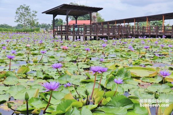 ▲▼蓮城蓮花園。（圖／《小兔小安*旅遊札記》提供）