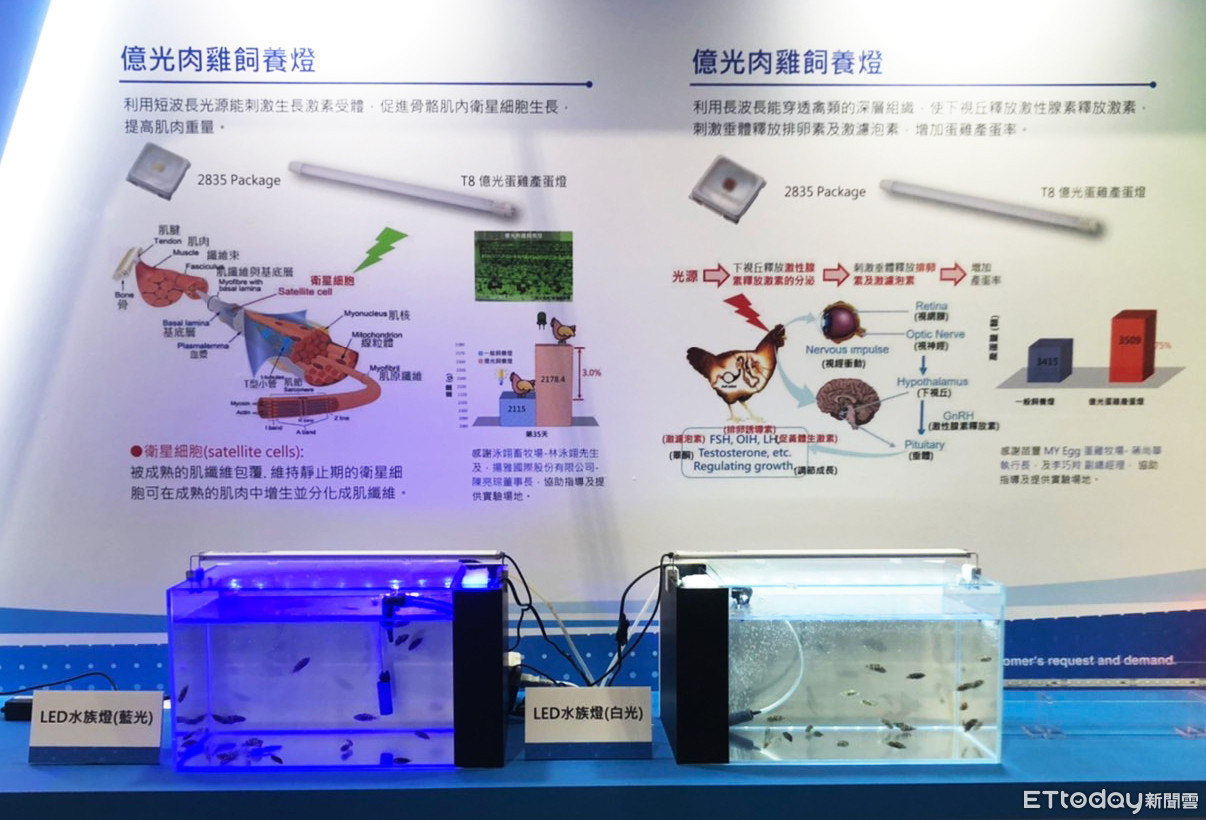 魚苗存活翻倍 億光攜手台大團隊成功開發 石斑魚專用led燈具 Ettoday財經雲 Ettoday新聞雲