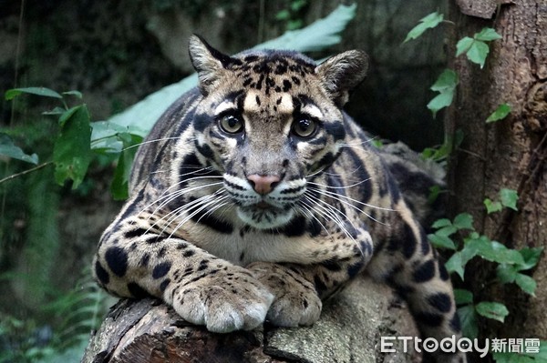 ▲大型貓科動物。（圖／臺北市立動物園提供，）