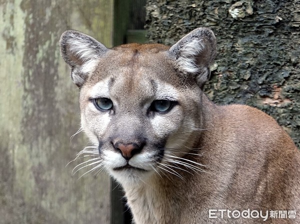 ▲大型貓科動物。（圖／臺北市立動物園提供，）