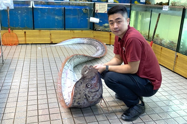 ▲▼長490公分重45公斤的超大地震魚。（圖／富美活海鮮陳國濱提供，下同）
