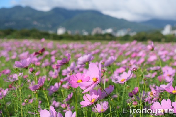 ▲關渡秘境花海11/6花況。（圖／記者彭懷玉攝）