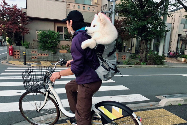 ▲▼飼主「背包裝薩摩耶」騎車兜風　汪沿路回眸燦笑萌暈路人！（圖／翻攝自Twitter:samoedsoran）