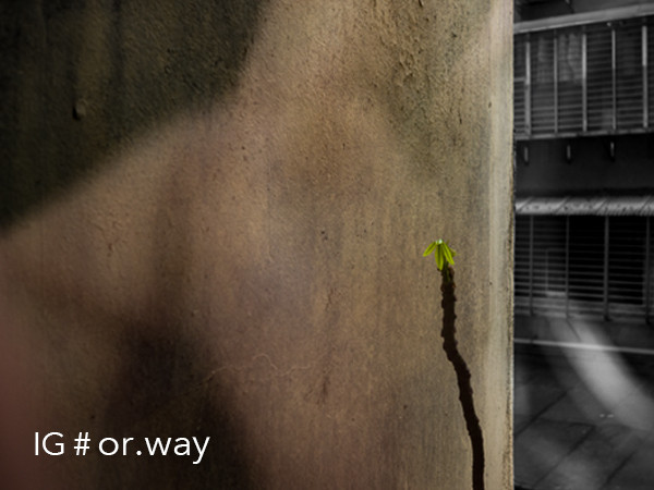 ▲▼（圖／陳奕宏攝）