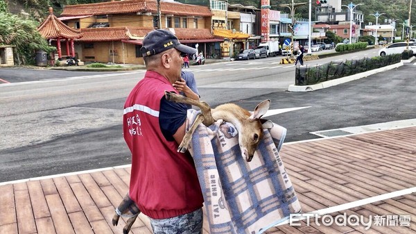 ▲石門驚見梅花鹿困岸際邊 動保員、警民合力圍捕3hr吹箭麻醉獲救。（圖／記者郭世賢攝）