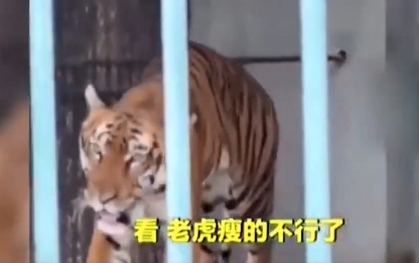 ▲廣州動物園的老虎被發現體型相當瘦 。（圖／翻攝自看看新聞，下同）