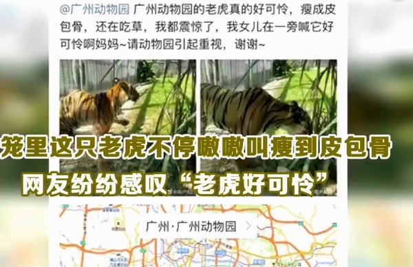 ▲廣州動物園的老虎被發現體型相當瘦 。（圖／翻攝自看看新聞，下同）