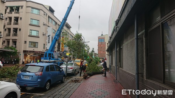 ▲台南市東區青年路台灣菸酒公司台南營業處，發生騎樓地黃花風鈴木倒塌事件，影響車道通行，台南市警一分局派員管制交通，並通報工務局派員清理。（圖／記者林悅翻攝，下同）