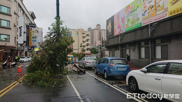 ▲台南市東區青年路台灣菸酒公司台南營業處，發生騎樓地黃花風鈴木倒塌事件，影響車道通行，台南市警一分局派員管制交通，並通報工務局派員清理。（圖／記者林悅翻攝，下同）