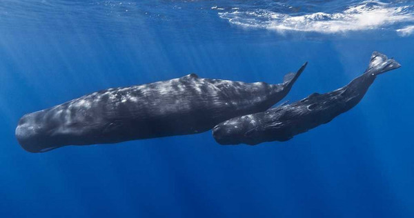 近距直擊「抹香鯨哺乳」！海水中噴射珍貴母乳　寶寶秒張嘴吞下