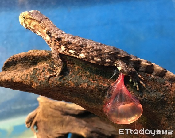 ▲▼中國鱷蜥產寶寶。（圖／台北市立動物園提供）