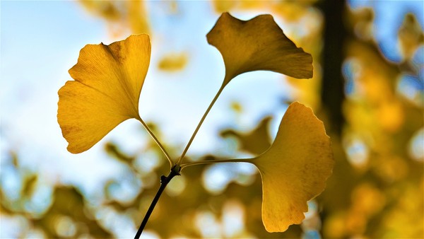 ღ▼銀杏,植物,秋天,樹。（Picture /翻攝自pixabay）