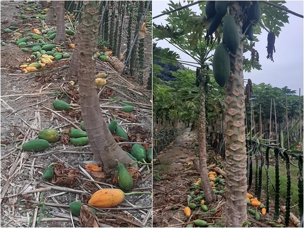 ▲▼台中500棵木瓜遭詭斷頭！損失至少50萬…24歲孝子到果園哭了。（圖／翻攝劉胤揚臉書）