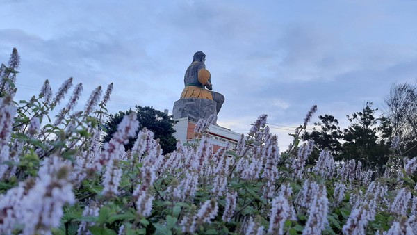 ▲桃園新屋禾山田仙草田。（圖／讀者提供）