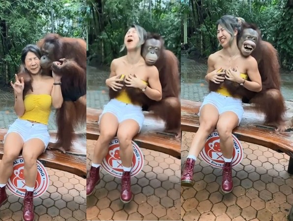 ▲▼泰國一名身材火辣的女子健身教練Oummy遭紅毛猩猩襲胸。（圖／翻攝自Instagram／@oummy_thebootymaker）