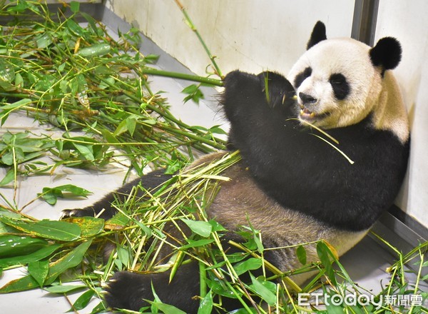 光棍節動物。（圖／台北市立動物園提供）