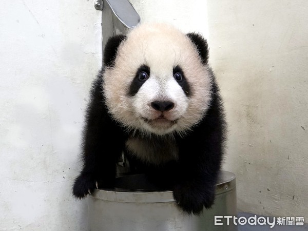 光棍節動物。（圖／台北市立動物園提供）