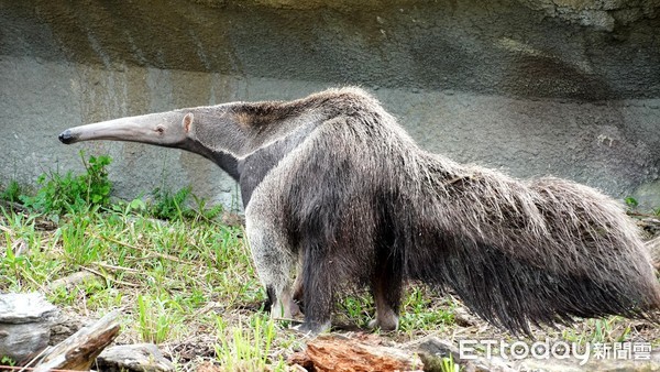 光棍節動物。（圖／台北市立動物園提供）