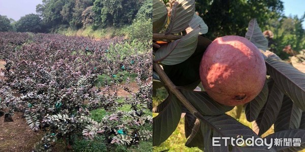 ▲▼凰上您好推紅芭樂冰沙。（圖／凰上您好提供）