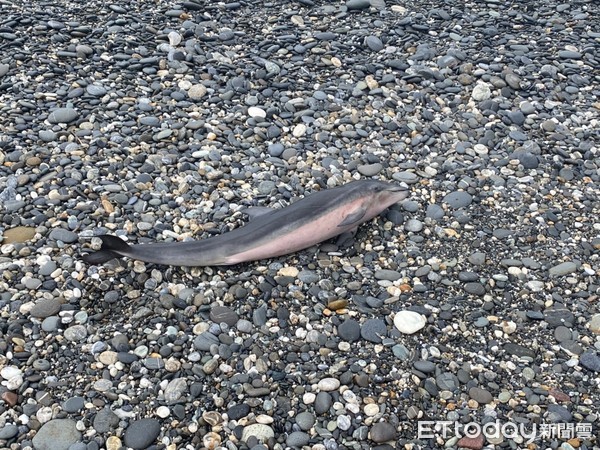 ▲弗氏海豚擱淺在花蓮七星潭岸際已明顯死亡。(第一二岸巡隊提供，下同)