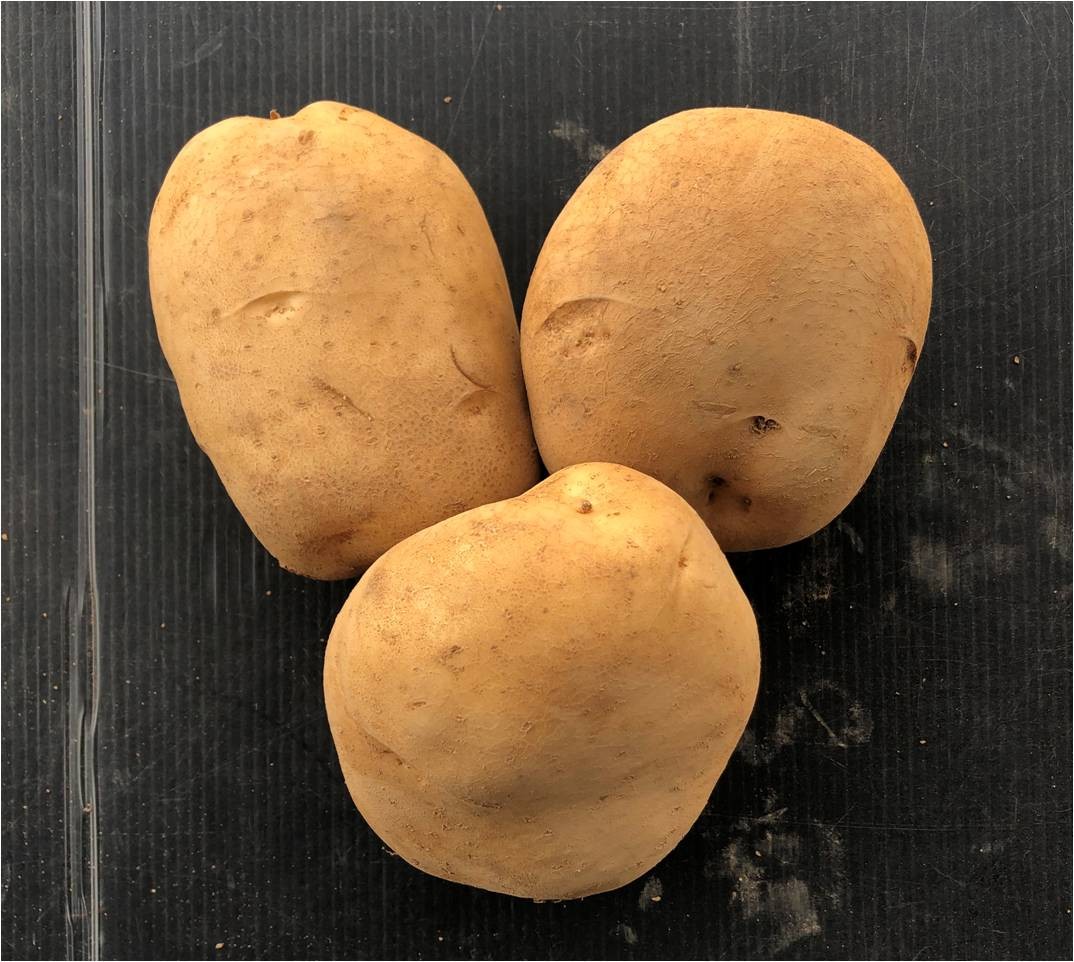 ▲▼1.馬鈴薯新品種有「濃濃洋芋味」　還能對抗晚疫病。（圖／種苗改良繁殖場提供）