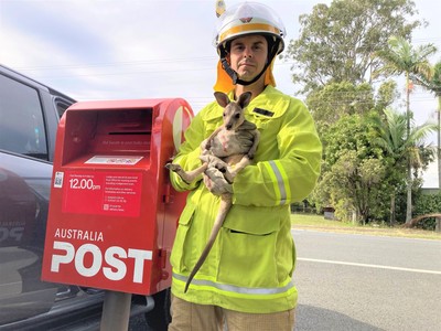 袋鼠被塞入卡投信孔！消防員急開郵筒救小生命　澳洲鄉民肉搜：垃圾該剁手