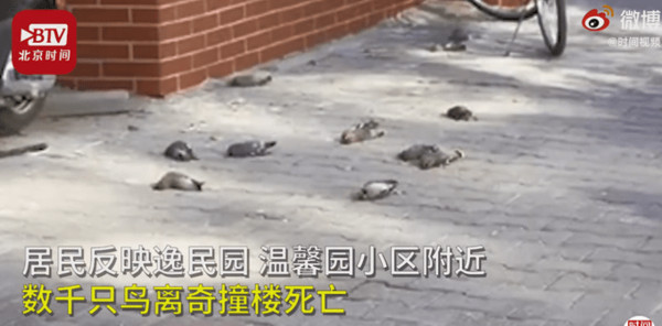 ▲▼內蒙古社區每年都會發生上百隻鳥類撞牆死亡的離奇事件。（圖／翻攝 北京時間）