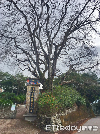 ▲10月底鳳凰木夜蛾的幼蟲把樹葉都啃光，現鳳凰樹宛如枯木。（圖／記者蔡佩旻翻攝）