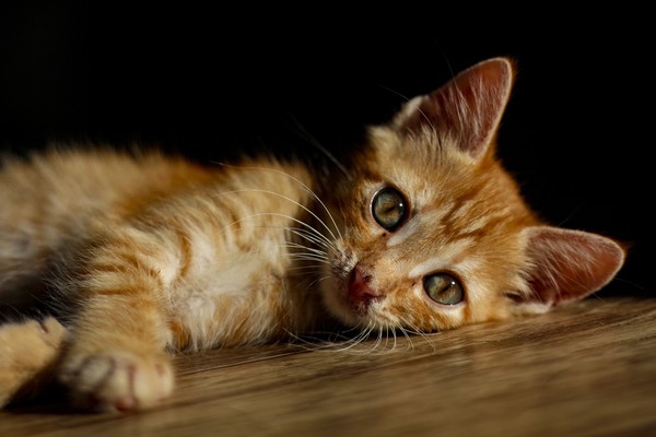 ▲貓。（圖／取自免費圖庫pixabay）