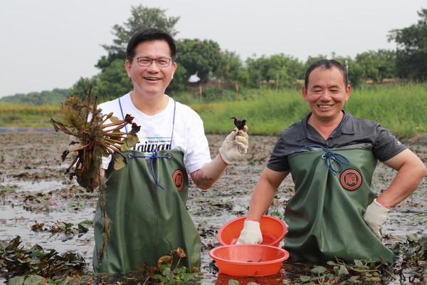 ▲▼林佳龍親下田採菱角，水雉復育20周年推繪本體驗行程。（圖／高鐵局提供）