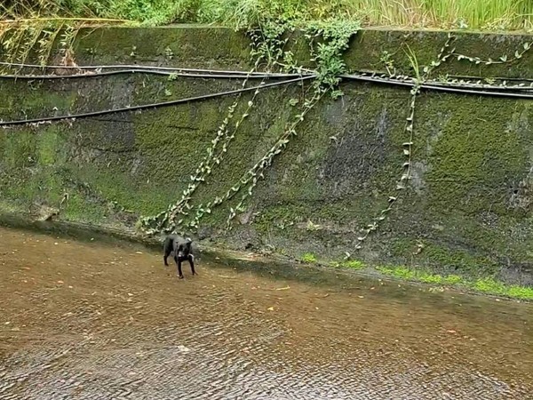 ▲▼老黑狗受困3米排水溝。（圖／新北市動保處提供）