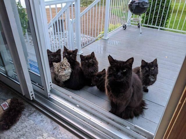 ▲▼   五隻黑貓寶寶   。（圖／翻攝自Chatons Orphelins Montréal）