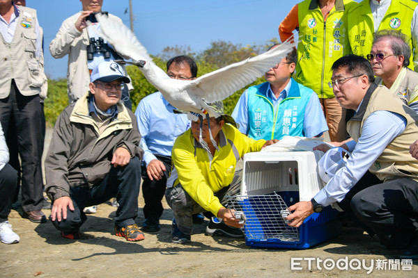 ▲今年2月26日由市長黃偉哲在學甲濕地親自歡送康復的黑琵回歸大自然，保育季發起尋找牠的活動。（圖／記者林悅翻攝，下同）
