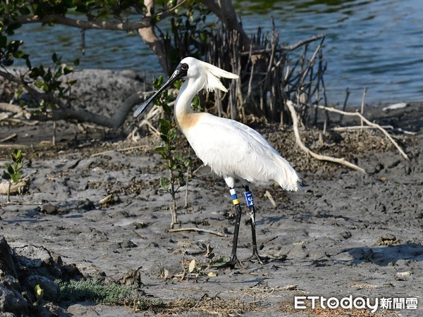 ▲今年2月26日由市長黃偉哲在學甲濕地親自歡送康復的黑琵回歸大自然，保育季發起尋找牠的活動。（圖／記者林悅翻攝，下同）