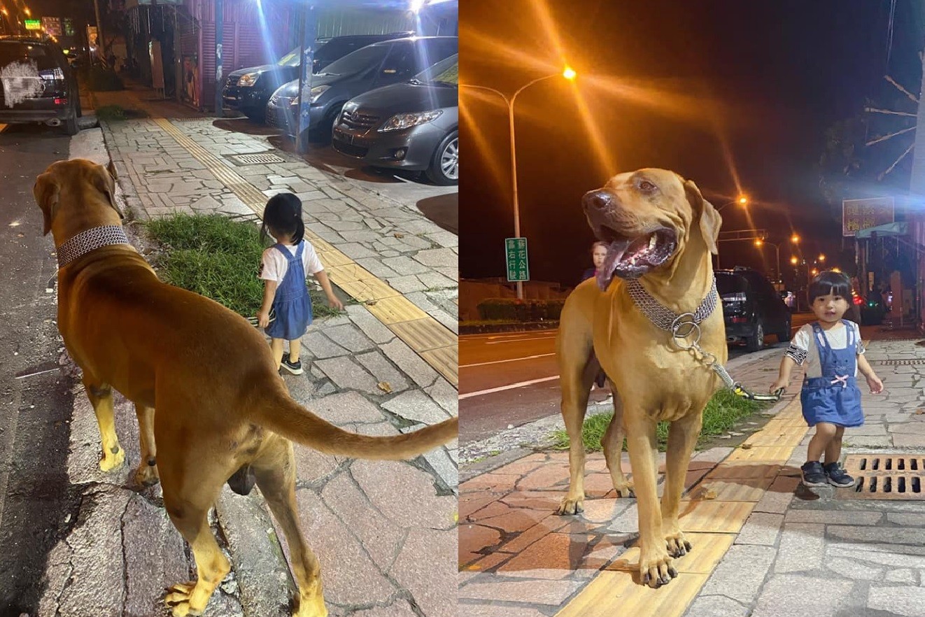 探險隊出發 小萌妹夜晚遛 巨大狗保鑣 網萌暈 畫面滿滿愛 Ettoday寵物雲 Ettoday新聞雲