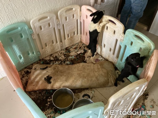 ▲經方破門進入王女住處,受虐兔子,兔籠。（圖／動保處提供）