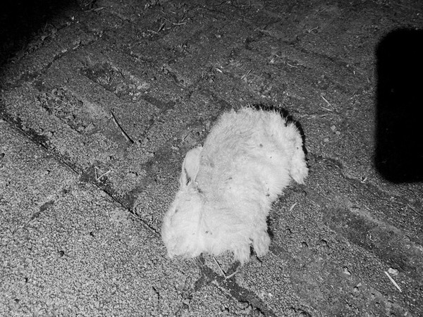 ▲▼被從高處摔下的兔子已死亡。（圖／動保處提供）