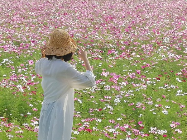 ▲2020桃園仙草花節,2020桃園花彩節大溪展區 11/17花況。（圖／ig@hannahxpeng提供，請勿隨意翻拍，以免侵權）