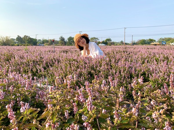 ▲2020桃園仙草花節,2020桃園花彩節大溪展區 11/17花況。（圖／ig@hannahxpeng提供，請勿隨意翻拍，以免侵權）