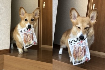 貪吃基「叼贓物」瞇眼求開封！　網融化：都開～哪次不開