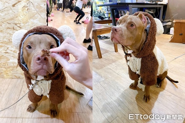 ▲▼比特犬DD。（圖／IG／@dd_the_pittie授權提供）