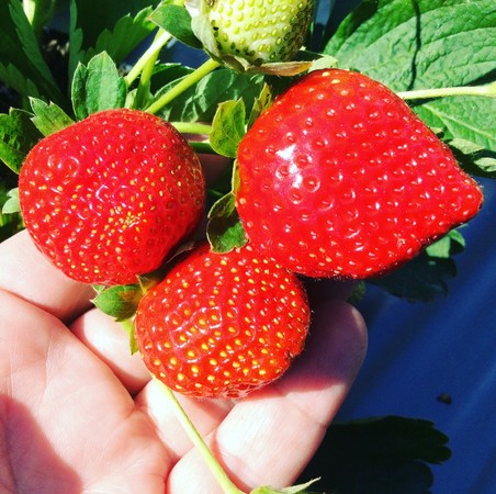 ▲苗栗大湖草莓季提前開跑。（圖／大湖旅遊網提供）