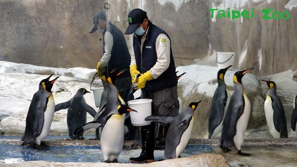 ▲▼國王企鵝,黑麻糬。（圖／台北市立動物園提供）