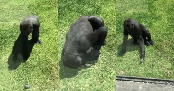 澳洲動物園一隻猩猩，看到受傷小鳥時，隨即趕到他旁邊確認狀況。（圖／翻攝自YouTube）