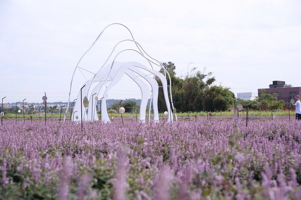 ▲2020桃園仙草花節11/28展開