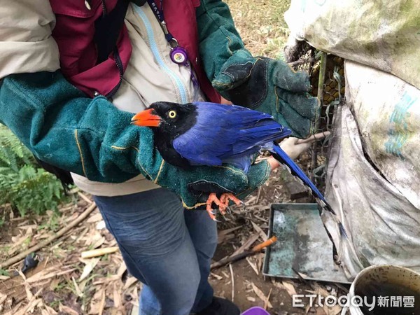 ▲台南地檢署破獲野生動物盜賣集團，查扣保育類動物活體19物種64隻，檢方聲押3人獲准，並擴大偵辦中。（圖／記者林悅翻攝）