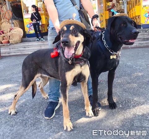 ▲高山犬寄宿男友家「肉壓公婆」忙爭寵！　媽笑：親家母快扁掉。（圖／粉專「各行各業的高山犬」提供）