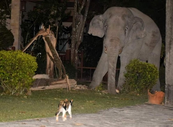 「不准進來我家」小虎斑貓凶狠對峙4噸重大象　英勇守護家園！（圖／翻攝自Facebook／Thadchai Aoo）
